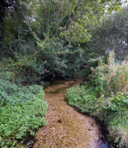 river-loddon-near-old-basing_51485733328_o