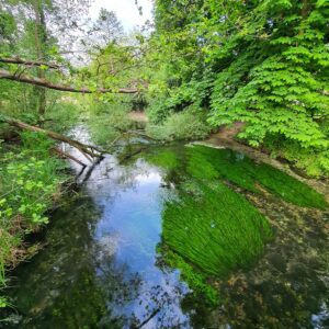the-river-loddon-in-basing_52083345237_o