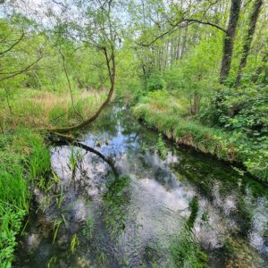 the-river-loddon-in-basing_52084401538_o
