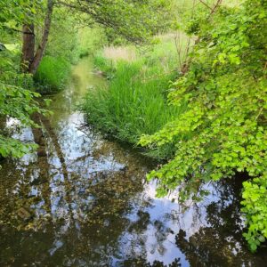 the-river-loddon-in-basing_52084401593_o